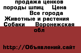 продажа ценков породы шпиц  › Цена ­ 35 000 - Все города Животные и растения » Собаки   . Воронежская обл.